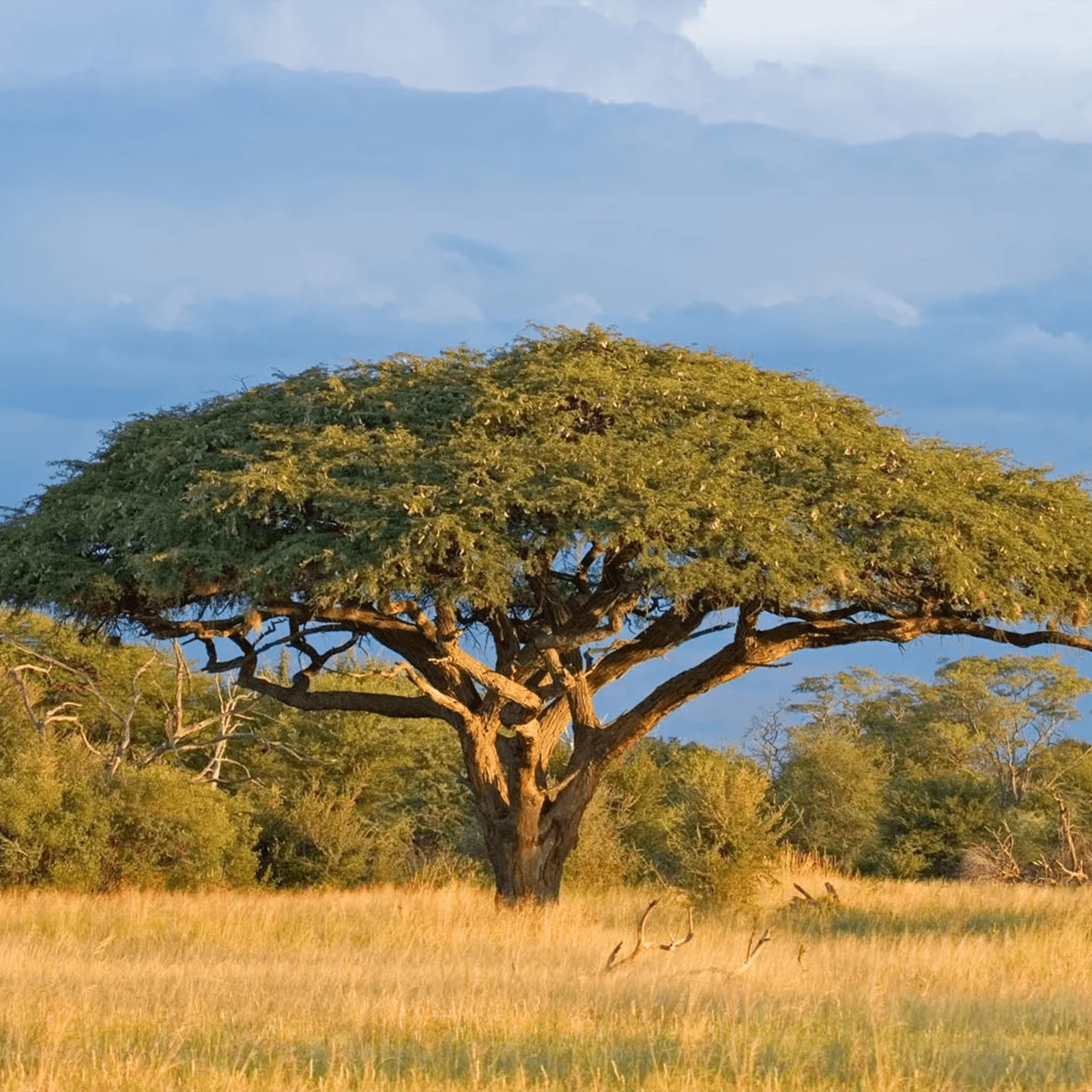 acacia_tree