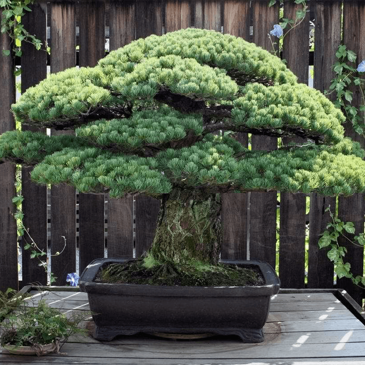 bonsai_tree