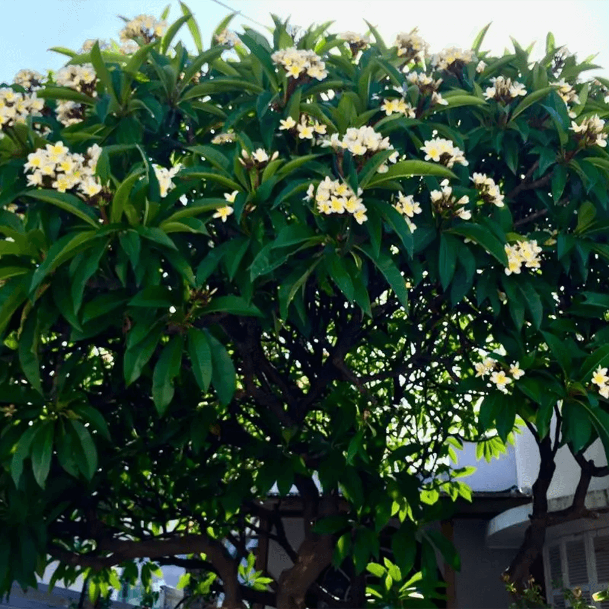 indian_jasmine_tree