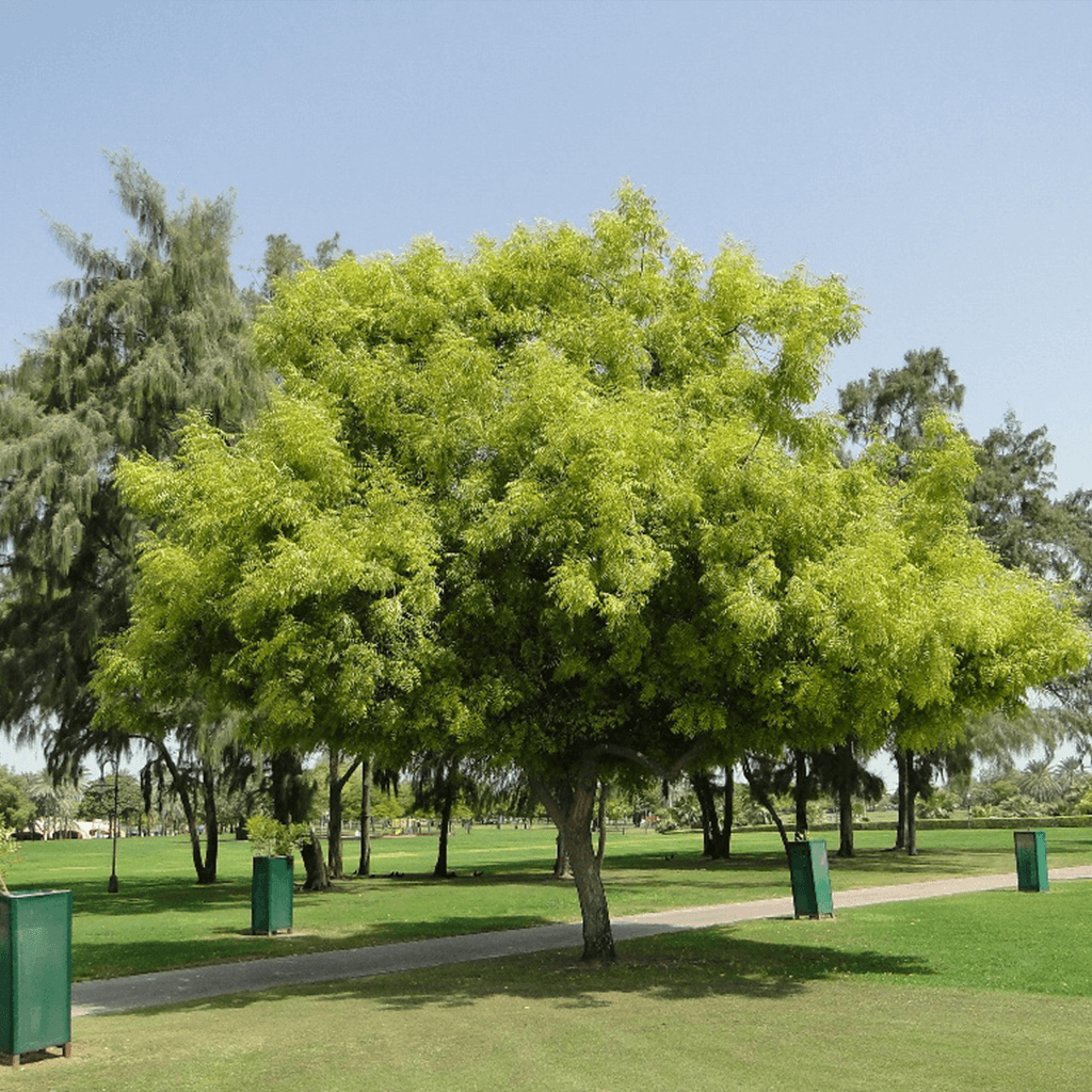 neem_tree